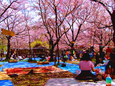 فستیوال شکوفه های گیلاس